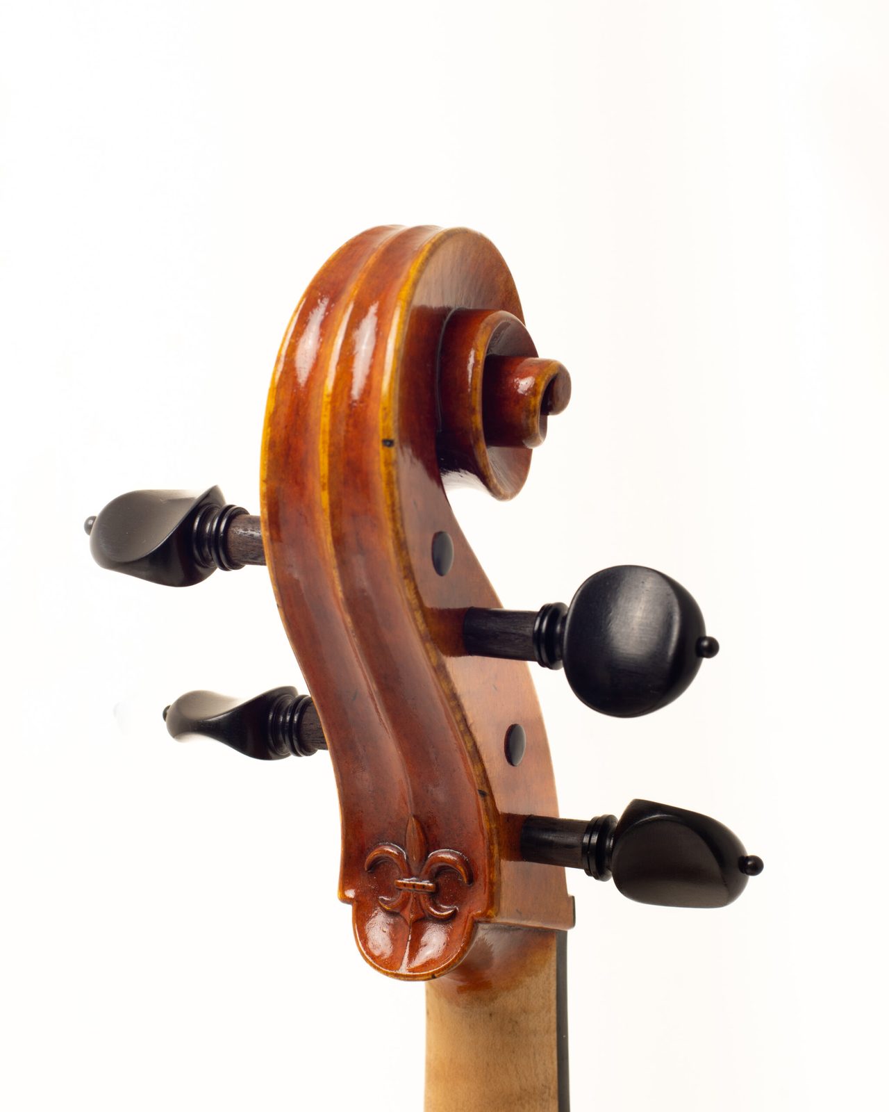 Voluta de viola